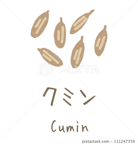 小茴香插圖 小茴香插圖 111247359