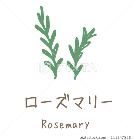 Rosemary illustration Rosemary illustration 111247838