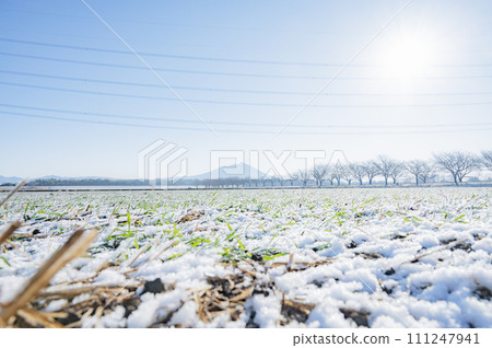 Ibaraki Mt. Tsukuba winter scenery 111247941