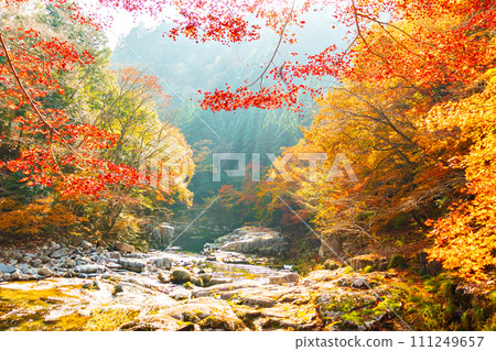 Okutsu valley in autumn 111249657
