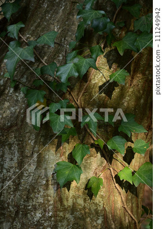 A vine that wraps around a tree trunk A vine that wraps around a tree trunk 111249942