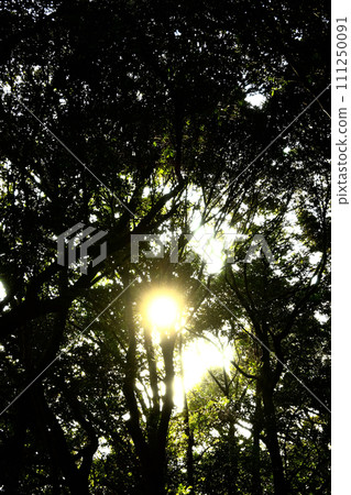 sunlight shining through the deep forest 111250091