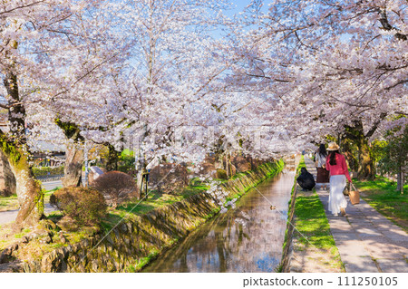 Kyoto in spring Philosopher's Path with cherry blossoms in full bloom 111250105