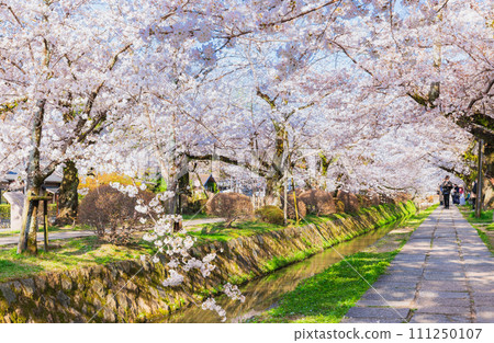 Kyoto in spring Philosopher's Path with cherry blossoms in full bloom 111250107