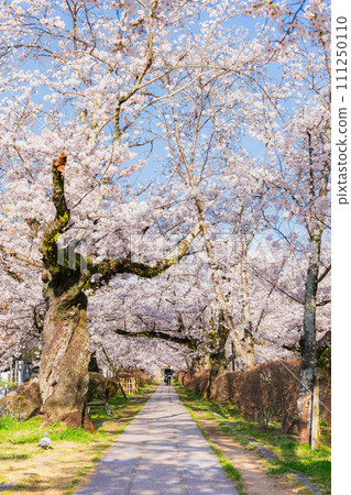 Kyoto in spring Philosopher's Path with cherry blossoms in full bloom 111250110