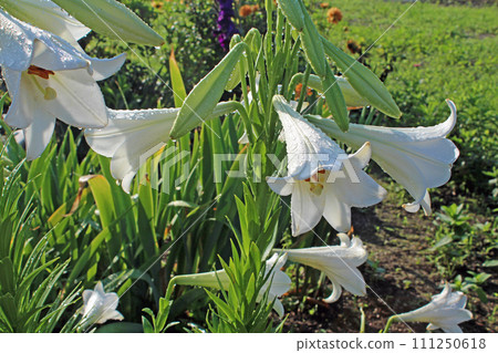 easter lily easter lily 111250618