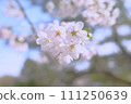 染井吉野櫻花在藍天的襯托下盛開在枝頭 111250639