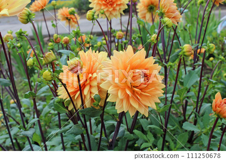 橘色大麗花 111250678