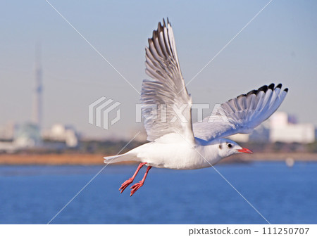 Flight Flight 111250707
