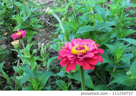 Zinnia grass Zinnia grass 111250737
