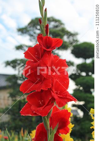 唐蒲 唐蒲 111250810