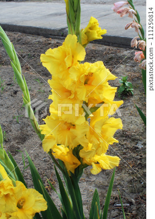 Yellow gladiolus Yellow gladiolus 111250814