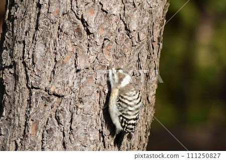 一隻啄木鳥痴迷於尋找昆蟲 一隻啄木鳥痴迷於尋找昆蟲 111250827