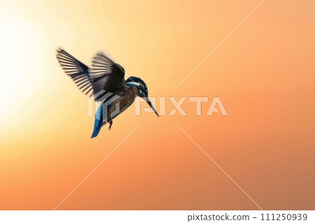 An adult kingfisher hovering with the sunset in the background 111250939