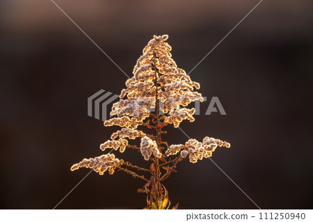 冬天死去的黃花在夕陽下閃閃發光 冬天死去的黃花在夕陽下閃閃發光 111250940