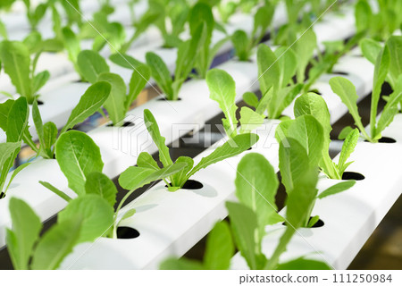 Hydroponics vegetables plant (lettuce) growing in greenhouse 111250984