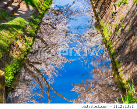 Spring, cherry blossoms, water mirror image Kyoto 111251351
