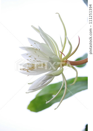 十三夜美人花20220901 111251394