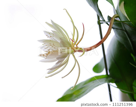 Thirteenth night beauty flower 20220903 111251396