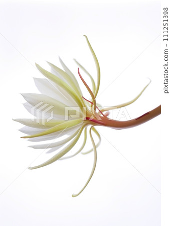 Thirteenth night beauty flower 20220905 111251398