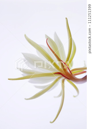 Thirteenth night beauty flower 20220906 111251399