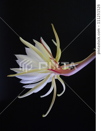 十三夜美人花20220907 十三夜美人花20220907 111251526