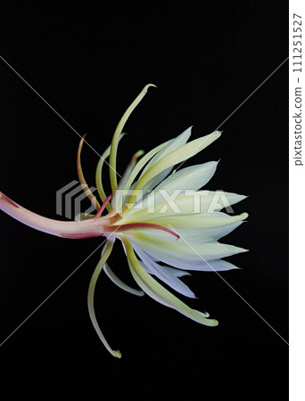 十三夜美人花20220908 111251527