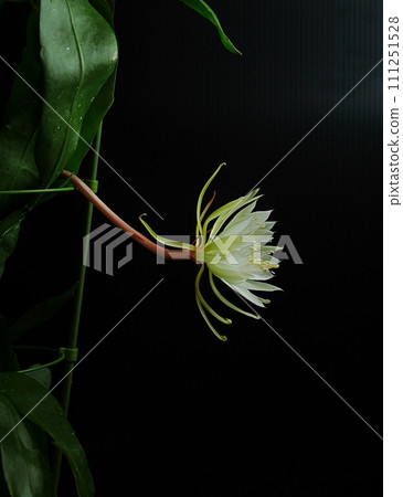 十三夜美人花20220909 111251528