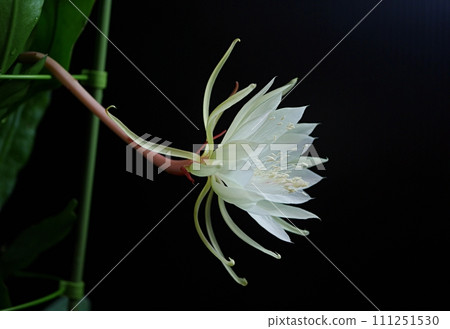 Thirteenth night beauty flower 20220911 Thirteenth night beauty flower 20220911 111251530