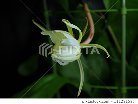 Thirteenth night beauty flower 20220914 Thirteenth night beauty flower 20220914 111251585