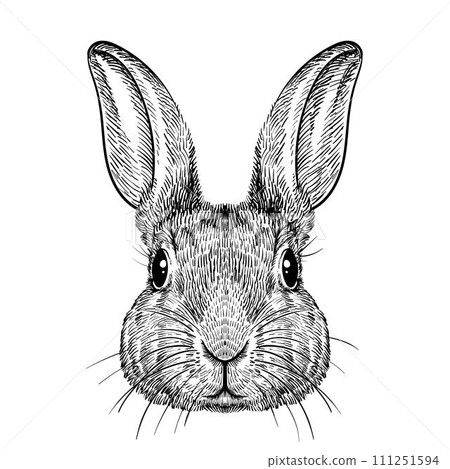 Hare (rabbit) face drawing 111251594