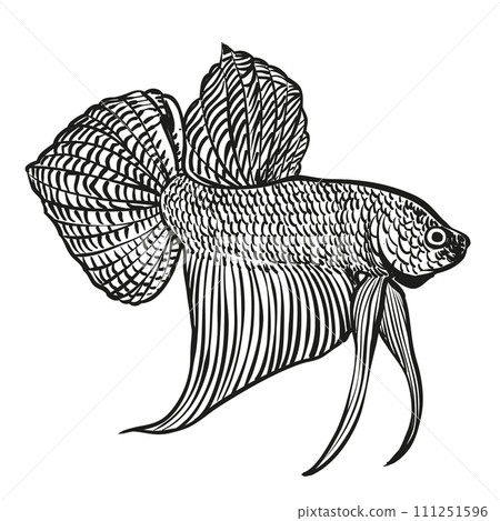 betta fish drawing betta fish drawing 111251596
