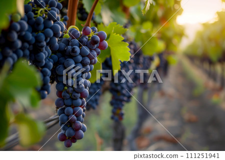 a bunch of grapes hanging from a vine in a vineyard. generative ai 111251941