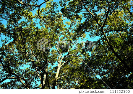 Trees and blue sky Trees and blue sky 111252500