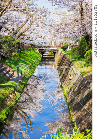 Kyoto in spring Philosopher's Path with cherry blossoms in full bloom 111252705