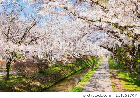 Kyoto in spring Philosopher's Path with cherry blossoms in full bloom Kyoto in spring Philosopher's Path with cherry blossoms in full bloom 111252707