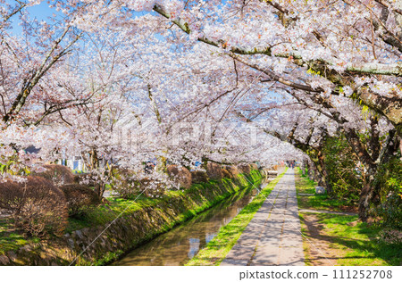 春天的京都櫻花盛開的哲學之道 春天的京都櫻花盛開的哲學之道 111252708