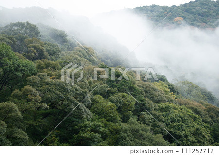 綾常綠森林的秋天 111252712