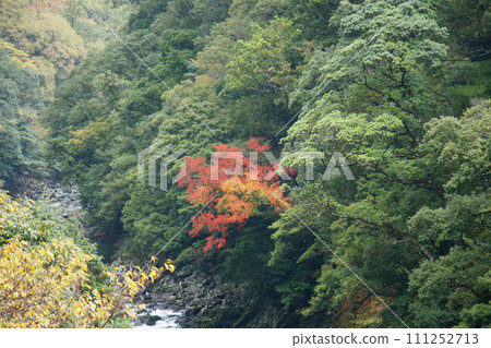 綾常綠森林的秋天 111252713