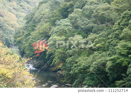 綾常綠森林的秋天 111252714