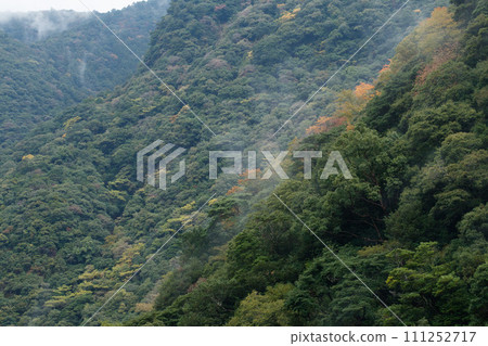 綾常綠森林的秋天 111252717