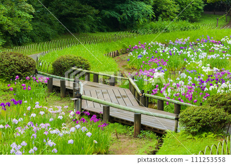 Early summer in Tokyo, Meiji Jingu Gyoen, irises Early summer in Tokyo, Meiji Jingu Gyoen, irises 111253558