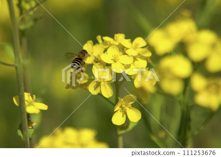 Bee harvesing to rape blossoms Bee harvesing to rape blossoms 111253676