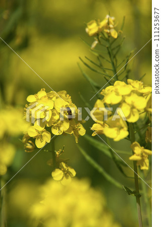 Bee harvesing to rape blossoms Bee harvesing to rape blossoms 111253677