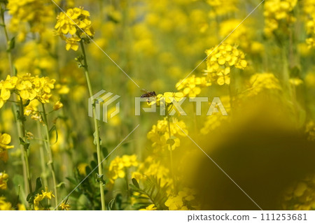 蜜蜂收穫油菜花 蜜蜂收穫油菜花 111253681