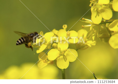 蜜蜂收穫油菜花 蜜蜂收穫油菜花 111253684