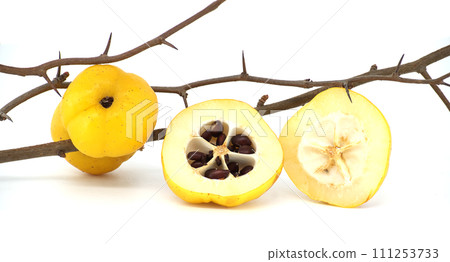 Golden-yellow quince fruits on leafless thorny branch 111253733