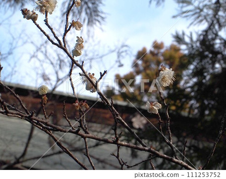 White plums at Tenmangu Shrine in early spring (double white plums on branches) White plums at Tenmangu Shrine in early spring (double white plums on branches) 111253752