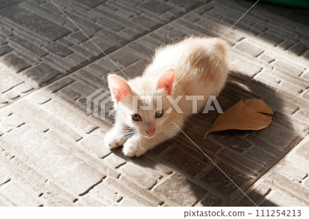 adorable cute cat as a background 111254213