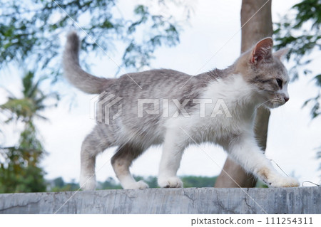 adorable cute cat as a background adorable cute cat as a background 111254311